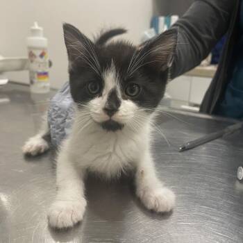 Cupid C11299 -  Domestic Short Hair Cat for Adoption - Cupid C11299 | PetCurious