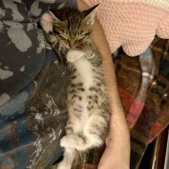 Domestic Short Hair Cats Available for Adoption - Ophelius | PetCurious