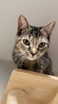 Rescue Domestic Short Hair and Tabby Cats for Adoption in Gaithersburg, Maryland - Elsa | PetCurious