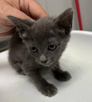 Pen 25 Maple -  Domestic Short Hair Cat for Adoption in Lawrenceville, Georgia - Pen 25 Maple | PetCurious
