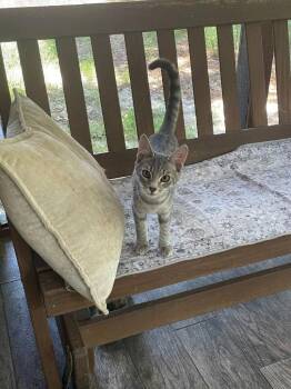 Cinda -  Tabby and Domestic Short Hair Cat for Adoption in Garner, North Carolina - Cinda | PetCurious