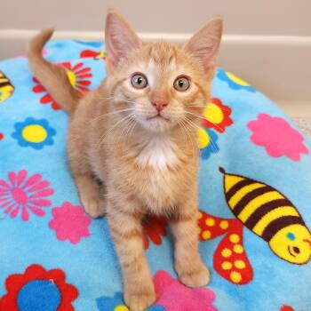 Scott -  Domestic Short Hair Cat for Adoption in Marshfield, Wisconsin - Scott | PetCurious