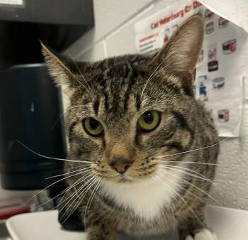 Riggs -  Domestic Short Hair Cat for Adoption in Golden, Colorado - Riggs | PetCurious