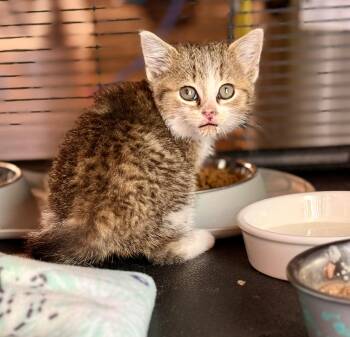 Tabby Cats Available for Adoption in Johnson City, Tennessee - Yoda | PetCurious