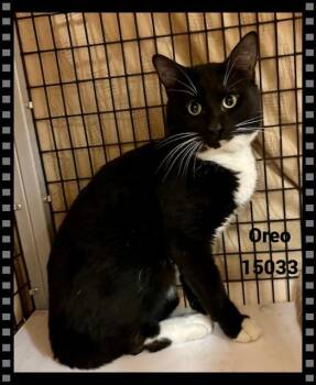 Rescue Domestic Short Hair and Tuxedo Cats for Adoption in Marietta, Georgia - OREO | PetCurious