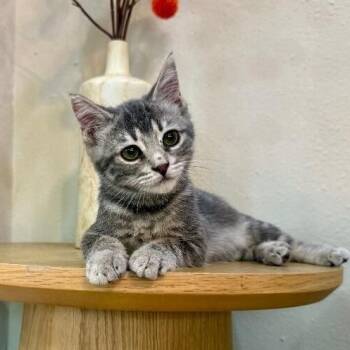 Kip Cozy Heart -  Tabby and Domestic Short Hair Cat for Adoption in Friendswood, Texas - Kip Cozy Heart | PetCurious