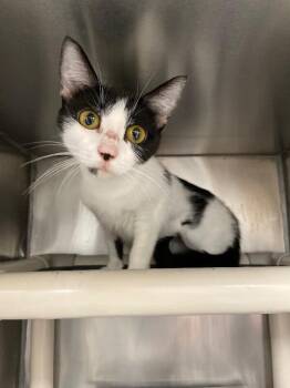 Amazing -  Domestic Short Hair Cat for Adoption in Roanoke, Virginia - Amazing | PetCurious