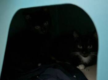Chien-Pao -  Domestic Short Hair Cat for Adoption in New York, New York - Chien-Pao | PetCurious