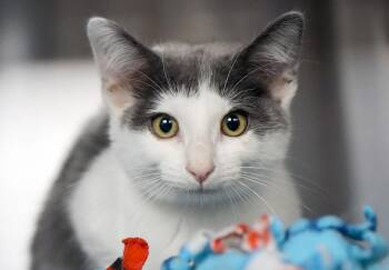 Lucy (AO37123) -  Domestic Short Hair Cat for Adoption in Kansas City, Kansas - Lucy (AO37123) | PetCurious
