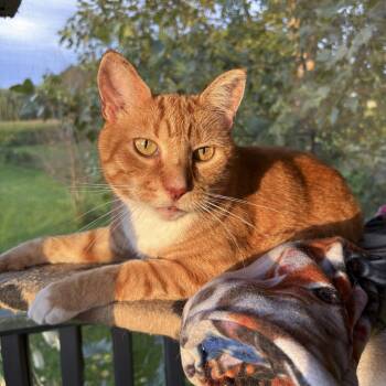Sonny -  Domestic Short Hair Cat for Adoption in Lone Rock, Wisconsin - Sonny | PetCurious