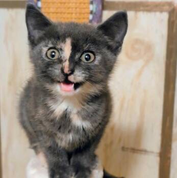 Ava, Sweetie Pie -  Dilute Tortoiseshell Cat for Adoption in Newport, Washington - Ava, Sweetie Pie | PetCurious