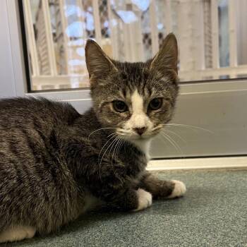 Timon -  Domestic Short Hair Cat for Adoption - Timon | PetCurious