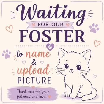 Honey Bee - Kitten #7 -  Domestic Short Hair Cat for Adoption in Blairsville, Georgia - Honey Bee - Kitten #7 | PetCurious