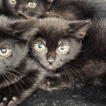 Homelander -  Domestic Short Hair Cat for Adoption in West Palm Beach, Florida - Homelander | PetCurious