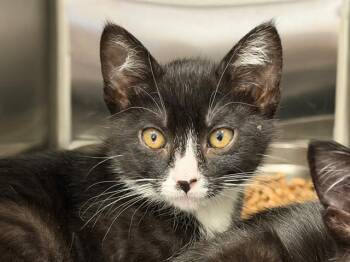 MINA -  Domestic Short Hair Cat for Adoption in Santa Rosa, California - MINA | PetCurious