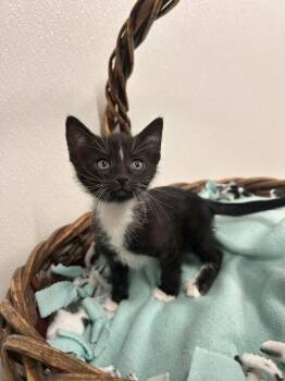 Edmund -  Domestic Short Hair Cat for Adoption in Minot, North Dakota - Edmund | PetCurious