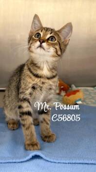 Mr Possum -  Domestic Short Hair Cat for Adoption in Clarksville, Tennessee - Mr Possum | PetCurious