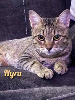 Rescue Tabby and American Shorthair Cats for Adoption in Shrewsbury, Massachusetts - Nyra | PetCurious