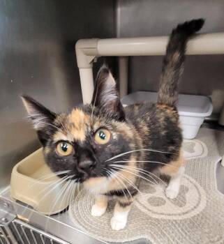 Fiona -  Domestic Short Hair Cat for Adoption in Hopkinsville, Kentucky - Fiona | PetCurious