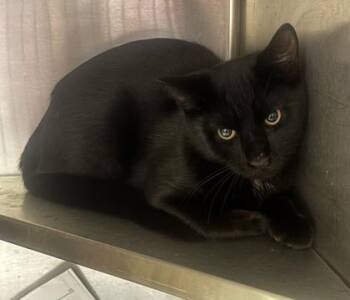 Hartford -  Domestic Short Hair Cat for Adoption in Chamblee, Georgia - Hartford | PetCurious