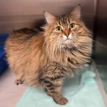 Norwegian Forest Cat Cats Available for Adoption in Columbia, Maryland - Tabbi- #51552 | PetCurious