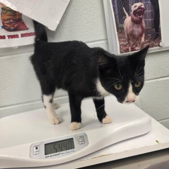 Oven -  Domestic Short Hair Cat for Adoption in Chattanooga, Tennessee - Oven | PetCurious