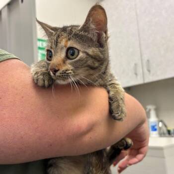 Boiled Potato -  Domestic Short Hair Cat for Adoption in Columbiana, Alabama - Boiled Potato | PetCurious