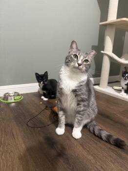 Rescue Domestic Short Hair and Tabby Cats for Adoption in Liverpool, Texas - Winter | PetCurious