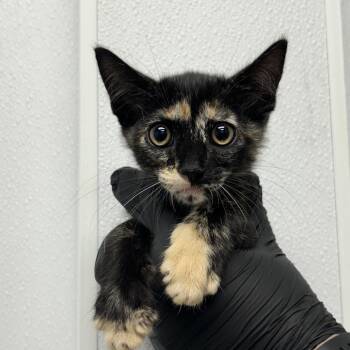 Clown -  Domestic Short Hair Cat for Adoption in Abilene, Texas - Clown | PetCurious