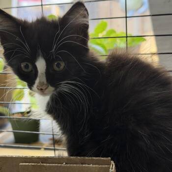 Ember -  Domestic Short Hair Cat for Adoption in Melrose, Florida - Ember | PetCurious