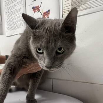 Guppy -  Domestic Short Hair Cat for Adoption in St. Louis, Missouri - Guppy | PetCurious