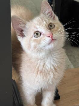 Davey -  Domestic Short Hair Cat for Adoption in Lenexa, Kansas - Davey | PetCurious