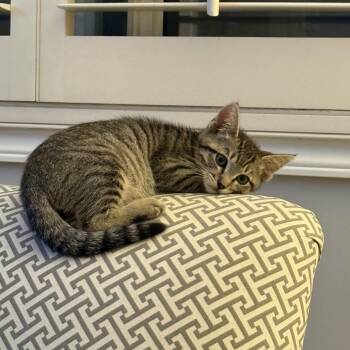 Blaze -  Domestic Short Hair Cat for Adoption in Spokane, Washington - Blaze | PetCurious