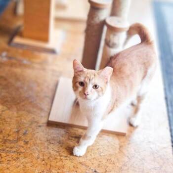 Domestic Short Hair Cats Available for Adoption in Webster Groves, Missouri - Teddy | PetCurious