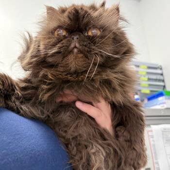 Persian Cats Available for Adoption in Philadelphia, Pennsylvania - Hershey Kiss | PetCurious