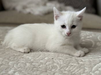 Rescue Domestic Short Hair Cats for Adoption in Fenton, Missouri - Lyra | PetCurious