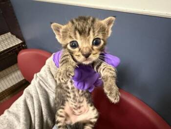 ESMERALDA -  Domestic Short Hair Cat for Adoption in Doral, Florida - ESMERALDA | PetCurious