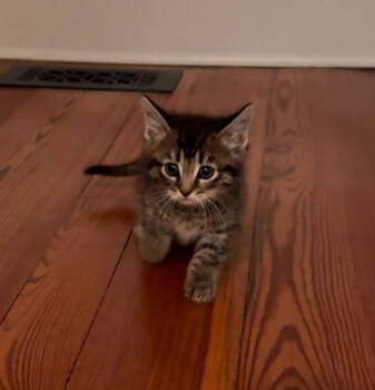 Rescue Domestic Short Hair and Tabby Cats for Adoption in Rockville, Maryland - Jigsaw | PetCurious