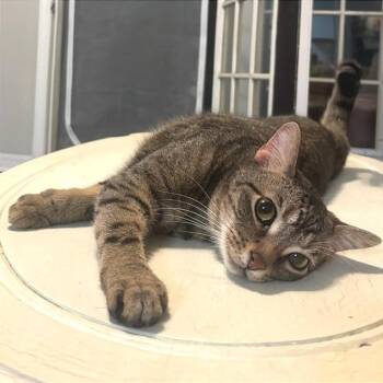 Michael Che -  Domestic Short Hair Cat Available for Adoption in Cumming, Georgia - Michael Che | PetCurious