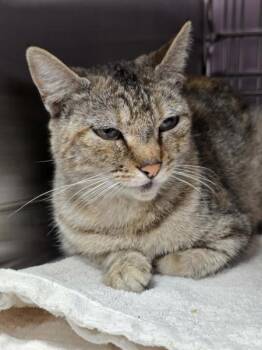 Balina -  Domestic Short Hair Cat for Adoption in Vancouver, Washington - Balina | PetCurious