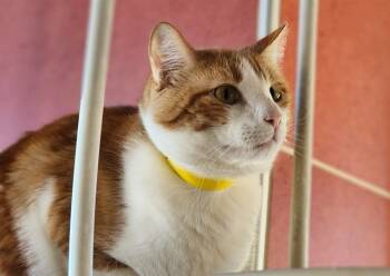 Rescue Domestic Short Hair Cats for Adoption in Colorado Springs, Colorado - GINGER | PetCurious