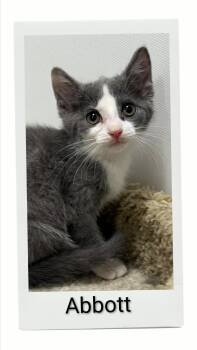 Abbott -  Domestic Short Hair Cat for Adoption in Caistor Centre, Ontario - Abbott | PetCurious