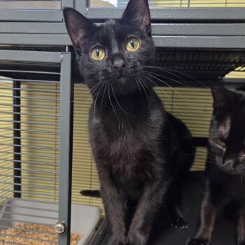 Domestic Short Hair Cats Available for Adoption in Warwick, Rhode Island - Sizzling Cinnamon | PetCurious