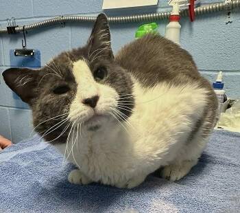 Rescue Domestic Medium Hair Cats for Adoption in Pegram, Tennessee - GALLAGHER | PetCurious