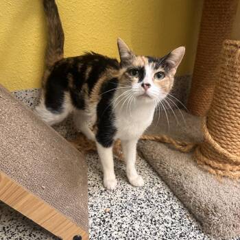 Peaches -  Domestic Short Hair Cat for Adoption in Fresno, California - Peaches | PetCurious