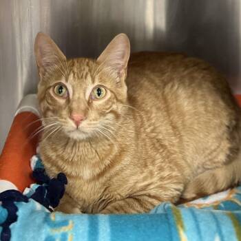 Domestic Short Hair Cats Available for Adoption in Salt Lake City, Utah - Ravioli | PetCurious