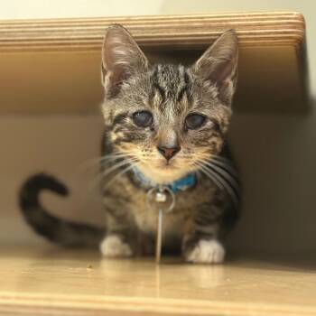 H213045 Honeycomb -  Domestic Short Hair Cat for Adoption in Port Washington, New York - H213045 Honeycomb | PetCurious