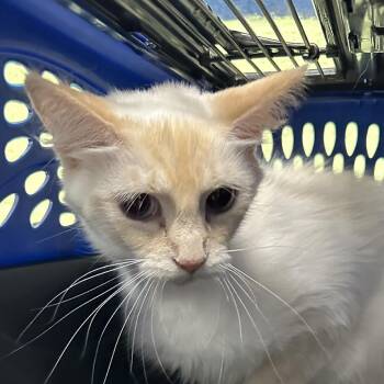 Domestic Short Hair Cats Available for Adoption in Corbin, Kentucky - Zoey | PetCurious