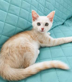 Saphira -  Domestic Short Hair and Silver Cat for Adoption in Brighton, Michigan - Saphira | PetCurious