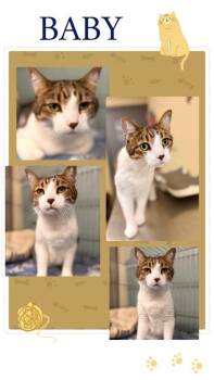 Domestic Short Hair Cats Available for Adoption in Rensselaer, Indiana - Baby | PetCurious
